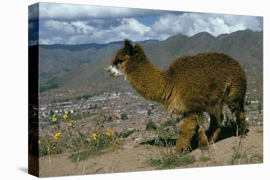 Alpaca, Cuzco, Peru, South America-Sybil Sassoon-Premier Image Canvas