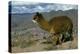 Alpaca, Cuzco, Peru, South America-Sybil Sassoon-Premier Image Canvas