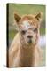 Alpaca Head of Alpaca Domesticated Camelid-null-Premier Image Canvas