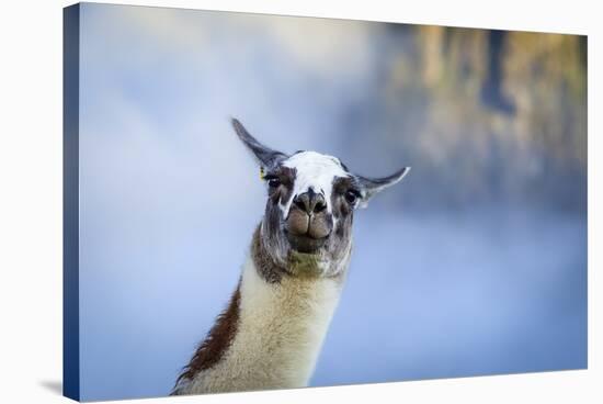 Alpaca In Machu Picchu, Peru-Joe Azure-Stretched Canvas