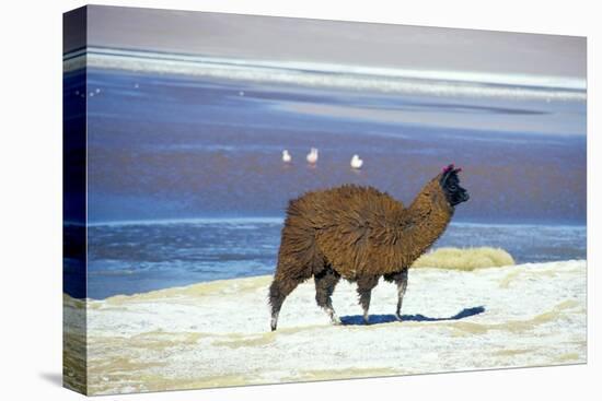 Alpaca, Lago Colorada, Uyuni, Bolivia, South America-Mark Chivers-Premier Image Canvas