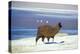 Alpaca, Lago Colorada, Uyuni, Bolivia, South America-Mark Chivers-Premier Image Canvas