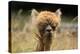 Alpaca Lama-erikgessinger-Premier Image Canvas
