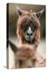 Alpaca, Llama Guanacoe F. Glama, Portrait, Series, Wildlife-Ronald Wittek-Premier Image Canvas