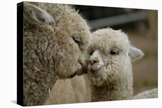 Alpaca Mother and Daughter-ozflash-Premier Image Canvas