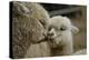 Alpaca Mother and Daughter-ozflash-Premier Image Canvas