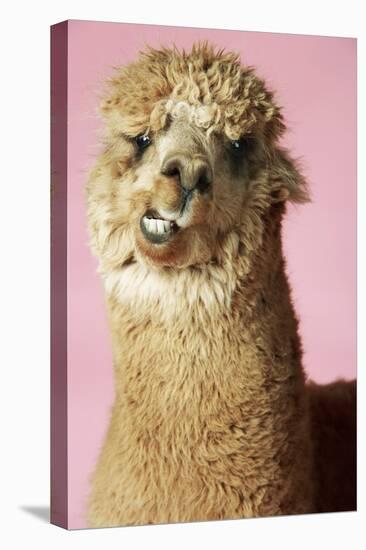 Alpaca on Pink Background, Close-Up of Head-null-Stretched Canvas