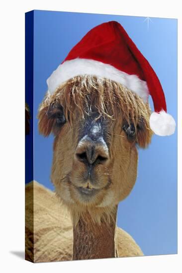 Alpaca Wearing Christmas Hat-null-Premier Image Canvas