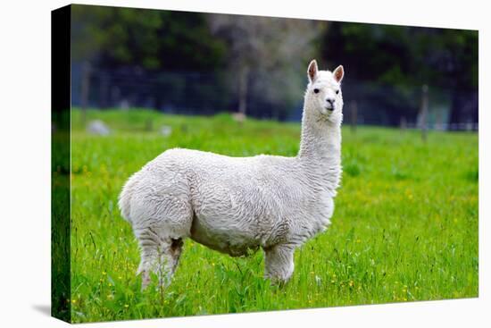 Alpaca-Lakeview Images-Premier Image Canvas