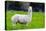 Alpaca-Lakeview Images-Premier Image Canvas