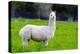 Alpaca-Lakeview Images-Premier Image Canvas