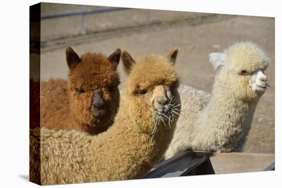 Alpaca-meunierd-Premier Image Canvas