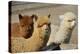 Alpaca-meunierd-Premier Image Canvas