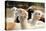 Alpaca-meunierd-Premier Image Canvas