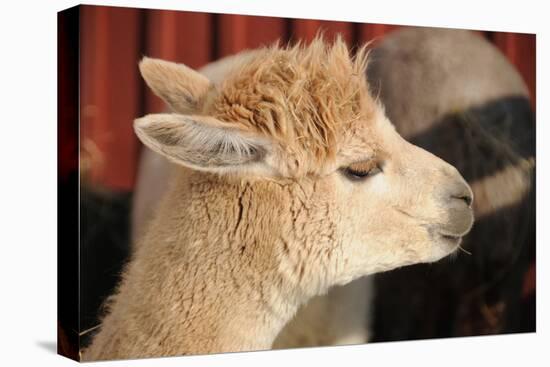 Alpaca-meunierd-Premier Image Canvas