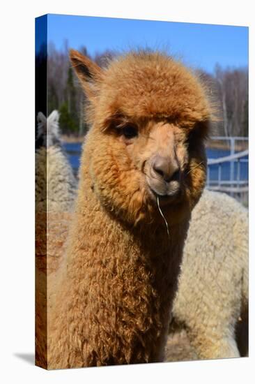 Alpaca-meunierd-Premier Image Canvas