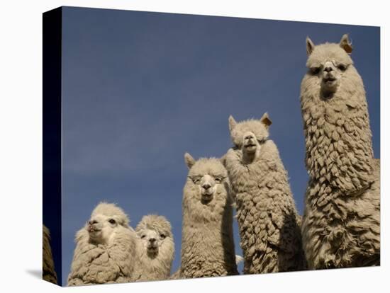 Alpacas, Andes, Ecuador-Pete Oxford-Premier Image Canvas