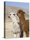 Alpacas Outside Local Home, Puno, Peru-Diane Johnson-Premier Image Canvas