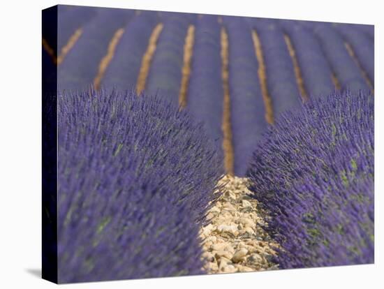 Alpes-De-Haute-Provence, Valensole, Lavendar Fields, Provence-Alpes-Cote D'Azur, France-Alan Copson-Premier Image Canvas