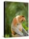 Alpha Male Proboscis Monkey in Territorial Stance, Sabah, Borneo-Mark Hannaford-Premier Image Canvas