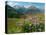 Alpine aster flowering in alpine meadow, Switzerland-Konrad Wothe-Premier Image Canvas