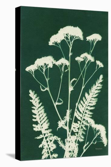 Alpine Flower I Green-Kathy Ferguson-Stretched Canvas
