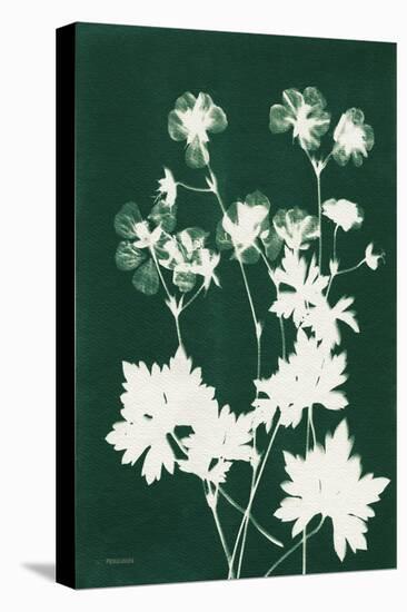 Alpine Flower V Green-Kathy Ferguson-Stretched Canvas