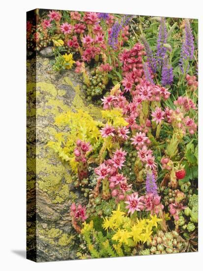 Alpine Flowers, Houseleek, Sempervivum Montanum-Thonig-Premier Image Canvas