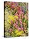 Alpine Flowers, Houseleek, Sempervivum Montanum-Thonig-Premier Image Canvas