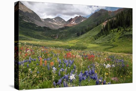 Alpine Flowers In Rustler's Gulch, USA-Bob Gibbons-Premier Image Canvas