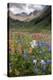 Alpine Flowers In Rustler's Gulch, USA-Bob Gibbons-Premier Image Canvas