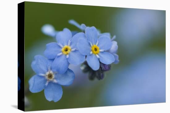 Alpine Forget-Me-Not (Myosotis Asiatica) in Flower, Liechtenstein, June 2009-Giesbers-Premier Image Canvas