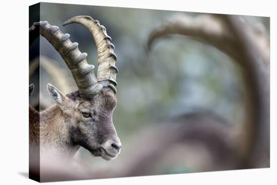 Alpine Ibex (Capra Ibex), Portrait Of Young Male. Alps, Aosta Valley-David Pattyn-Premier Image Canvas