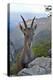 Alpine ibex female, Jura, Switzerland-Loic Poidevin-Premier Image Canvas