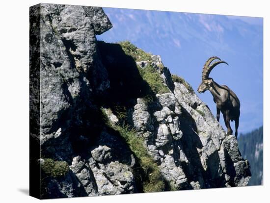 Alpine Ibex,Niederhorn, Interlaken, Switzerland-Rolf Nussbaumer-Premier Image Canvas