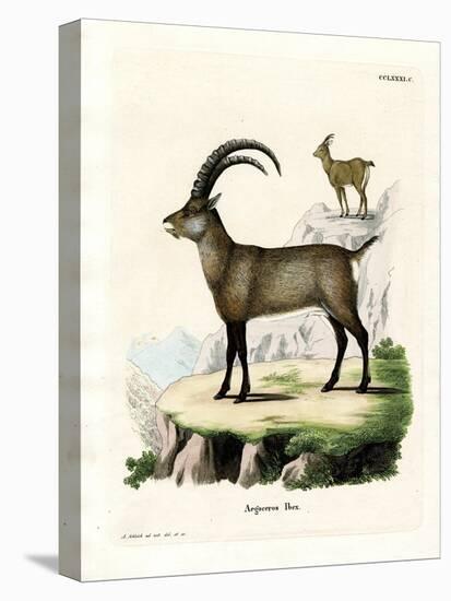 Alpine Ibex-null-Premier Image Canvas