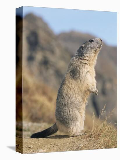 Alpine Marmot Calling, Switzerland-Rolf Nussbaumer-Premier Image Canvas