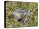 Alpine Marmot Gathering Grass for Hibernation, Hohe Tauern. Austria-Martin Zwick-Premier Image Canvas