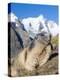 Alpine Marmot in the Hohe Tauern, Mount Grossglockner. Austria-Martin Zwick-Premier Image Canvas