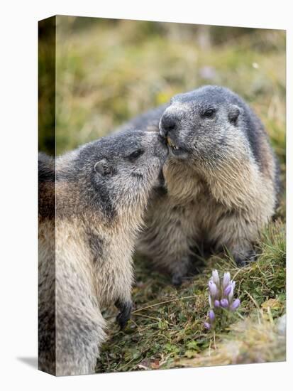 Alpine Marmot in the Hohe Tauern, Mount Grossglockner. Austria-Martin Zwick-Premier Image Canvas