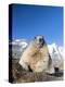 Alpine Marmot in the Hohe Tauern, Mount Grossglockner. Austria-Martin Zwick-Premier Image Canvas