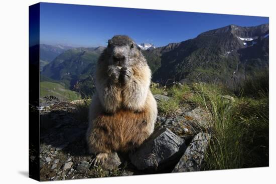 Alpine Marmot (Marmota Marmota) Feeding, Hohe Tauern National Park, Austria, July 2008-Lesniewski-Premier Image Canvas