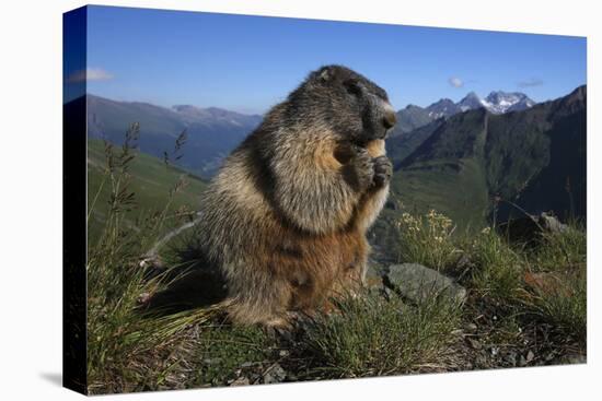 Alpine Marmot (Marmota Marmota) Feeding, Hohe Tauern National Park, Austria, July 2008-Lesniewski-Premier Image Canvas