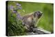 Alpine Marmot (Marmota Marmota) Hohe Tauern National Park, Austria, July 2008-Lesniewski-Premier Image Canvas