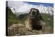 Alpine Marmot (Marmota Marmota) Portrait, Hohe Tauern National Park, Austria, July 2008-Lesniewski-Premier Image Canvas