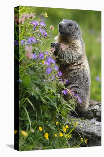 Alpine Marmot (Marmota Marmota) Standing on Hind Legs Feeding on Flowers, Hohe Tauern Np, Austria-Lesniewski-Premier Image Canvas