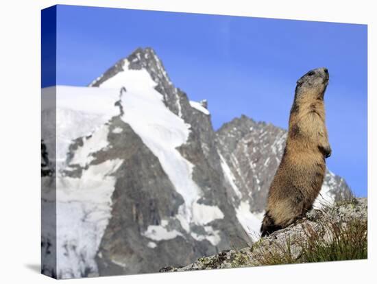 Alpine Marmot on Hind Legs-null-Premier Image Canvas