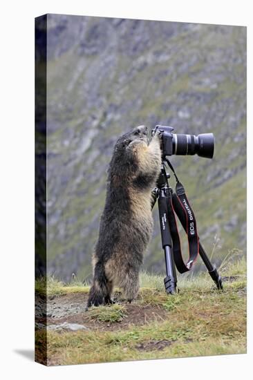 Alpine Marmot Standing Up at Camera on Tripod-null-Premier Image Canvas