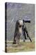 Alpine Marmot Standing Up at Camera on Tripod-null-Premier Image Canvas