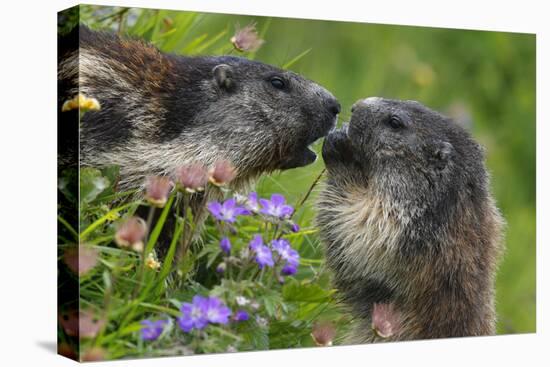 Alpine Marmots (Marmota Marmota) Feeding on Flowers, Hohe Tauern National Park, Austria-Lesniewski-Premier Image Canvas